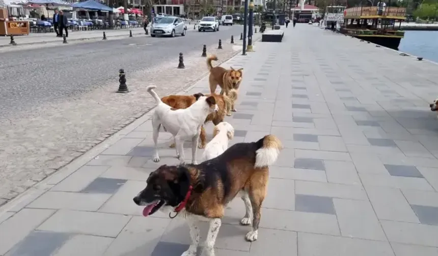 Sakarya’da Sokak Köpekleri İçin Denetim Başlıyor