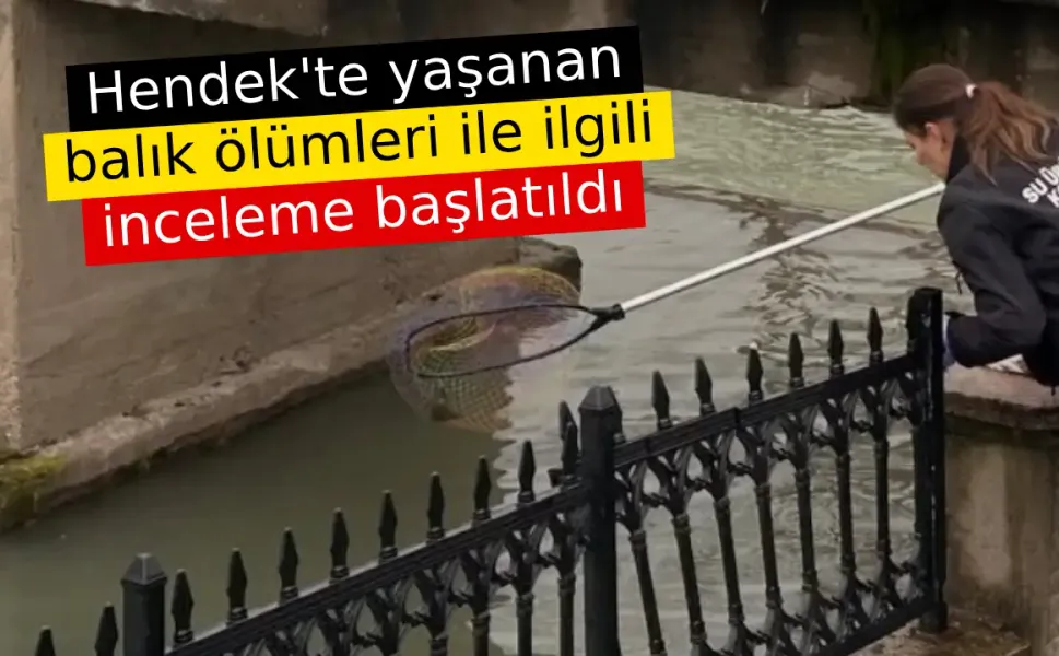 Hendek'te yaşanan balık ölümleri ile ilgili inceleme başlatıldı