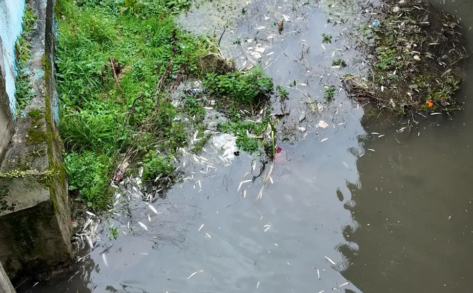 Uludere Çayı'nda Korkutan Balık Ölümleri
