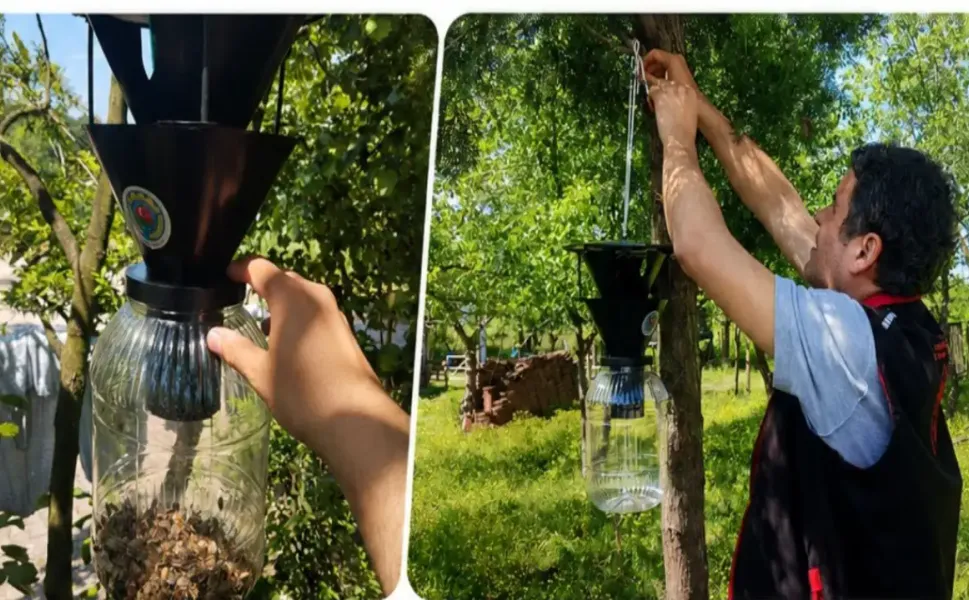 Hendek'te 144 bin kahverengi kokarca imha edildi
