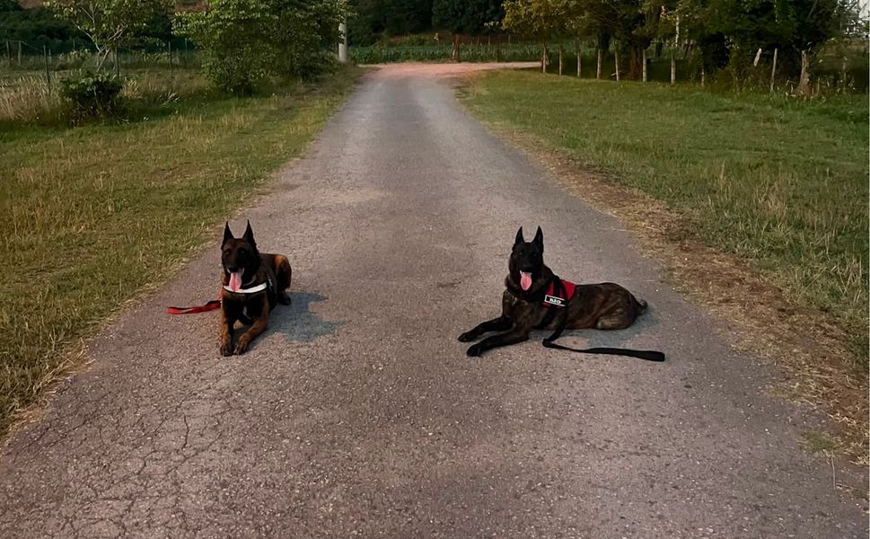 Afetlerin Görünmez Kahramanları Arama Kurtarma Köpekleri