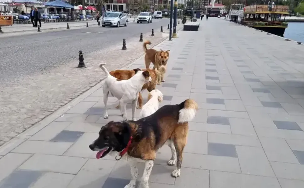 Sakarya’da Sokak Köpekleri İçin Denetim Başlıyor