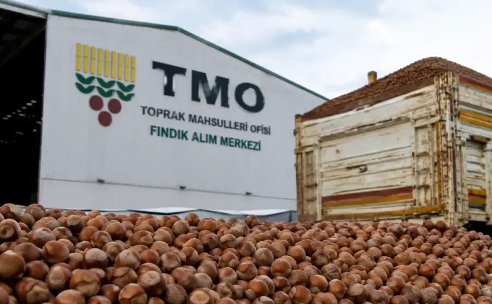 TMO, Hendek’te Fındık Alımına Başlıyor