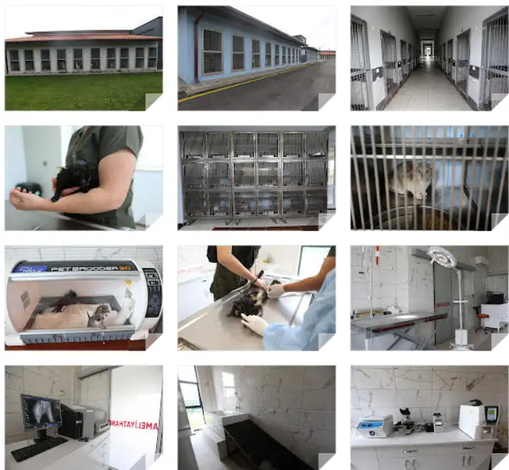 Sokak Hayvanları Hastanesi Geçici Bakım ve Rehabilitasyon Merkezi açıldı