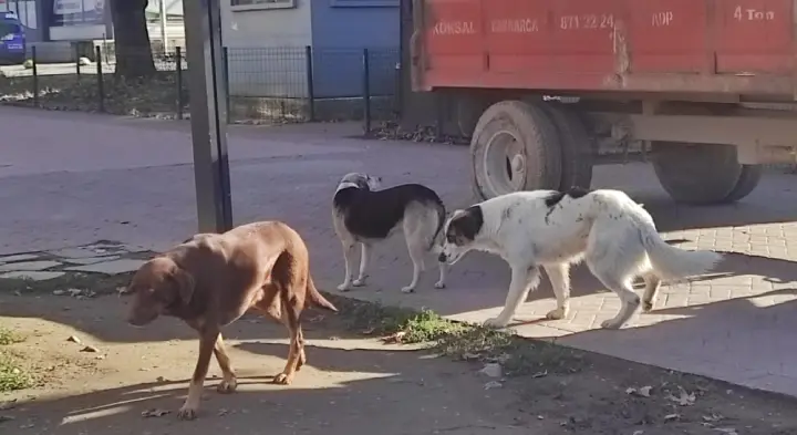 Hendek'te  Sokak Köpekleri şikayetleri yükseliyor