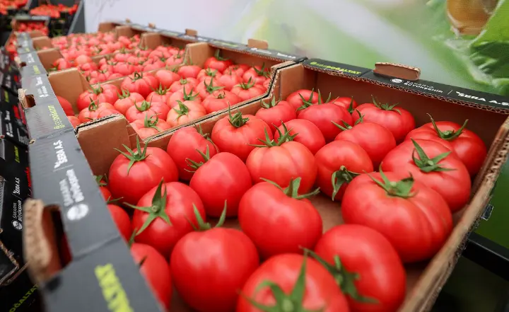 Sakarya nın yerli ve organik domatesleri vatandaşla buluşturuluyor