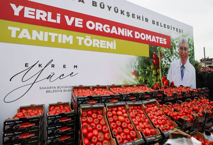 Sakarya nın yerli ve organik domatesleri vatandaşla buluşturuluyor
