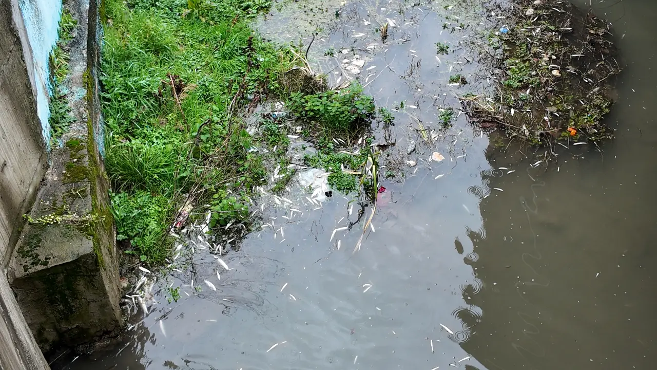Uludere Çayı'nda Korkutan Balık Ölümleri