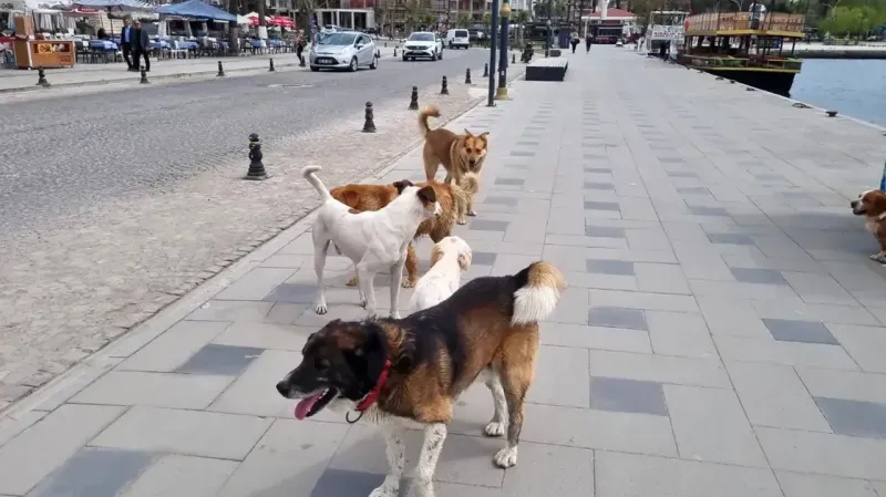 Sakarya’da Sokak Köpekleri İçin Denetim Başlıyor