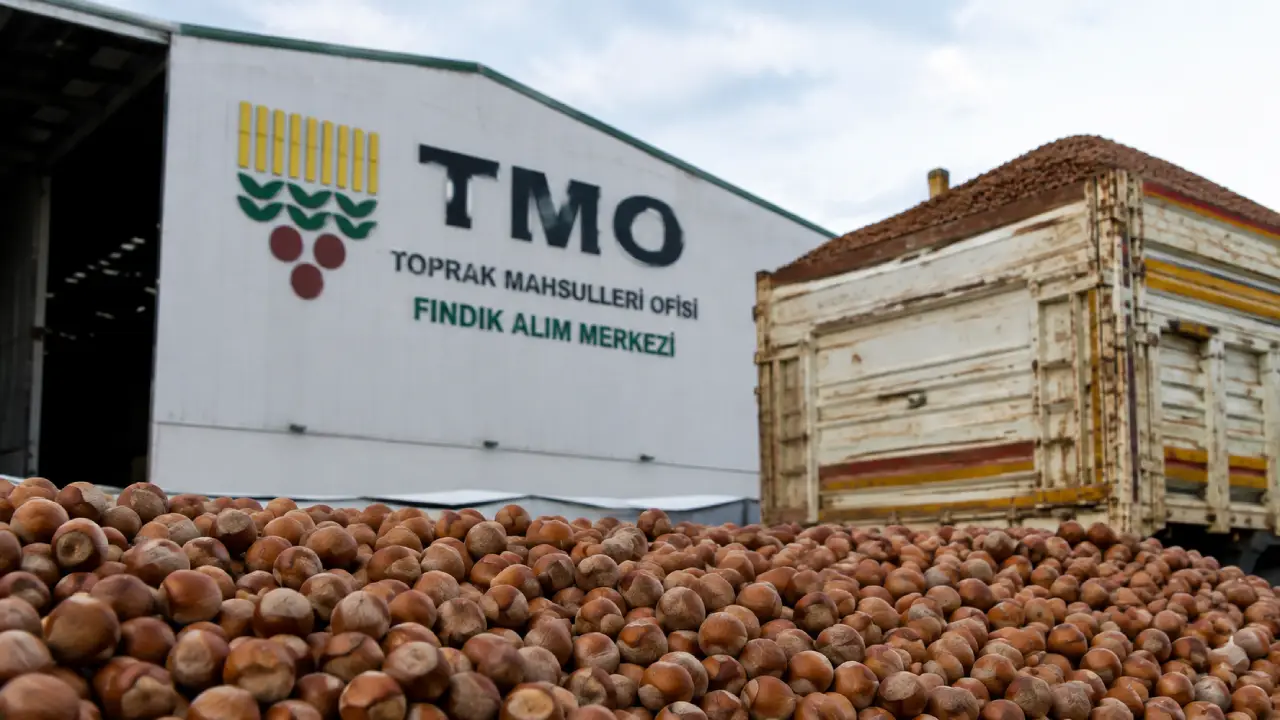 TMO, Hendek’te Fındık Alımına Başlıyor